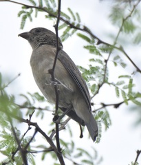 Passerina versicolor