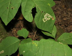 Cameraria guttifinitella