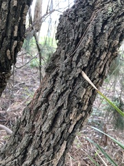 Allocasuarina littoralis