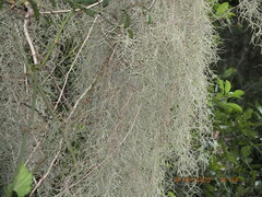 Tillandsia usneoides