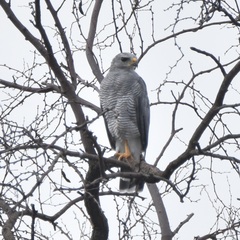 Buteo plagiatus