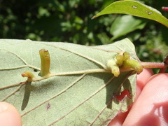 Craneiobia tuba