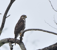 Buteo plagiatus