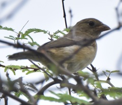 Passerina versicolor