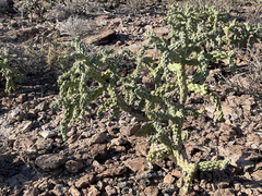 Cylindropuntia cholla