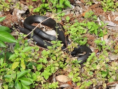 Coluber constrictor priapus