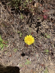 Crepis capillaris
