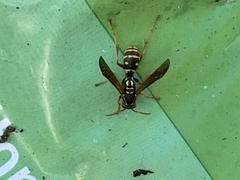 Polistes chinensis