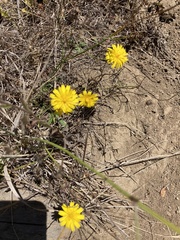 Crepis capillaris