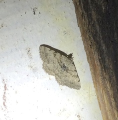 Digrammia gnophosaria