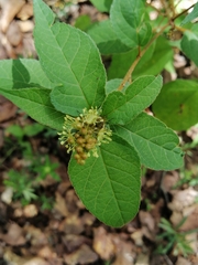 Croton