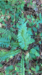 Asplenium platyneuron