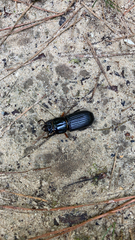 Odontotaenius disjunctus