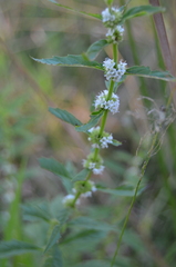 Lycopus americanus