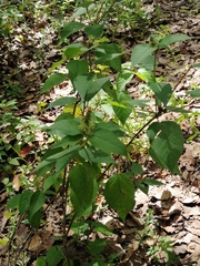 Croton