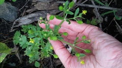 Ranunculus sceleratus