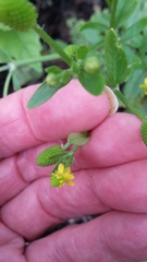 Ranunculus sceleratus