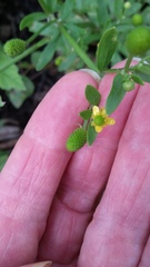 Ranunculus sceleratus
