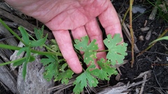 Ranunculus sceleratus
