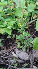 Ranunculus sceleratus