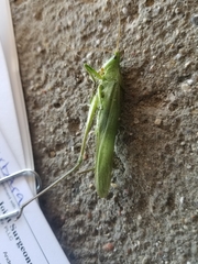 Neoconocephalus retusus