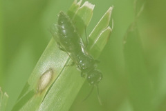Aculeata