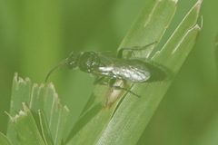 Aculeata