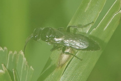 Aculeata