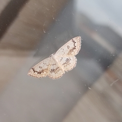 Cyclophora annularia