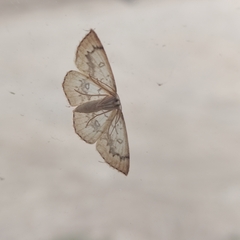 Cyclophora annularia