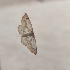 Cyclophora annularia