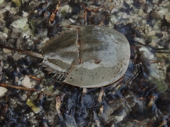 Limulus polyphemus