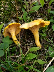 Cantharellus enelensis