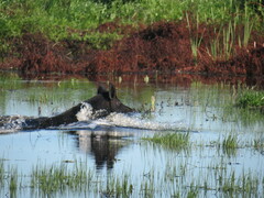Sus scrofa domesticus