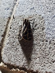 Apantesis parthenice