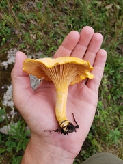 Cantharellus enelensis
