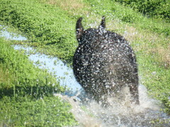 Sus scrofa domesticus
