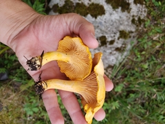 Cantharellus enelensis