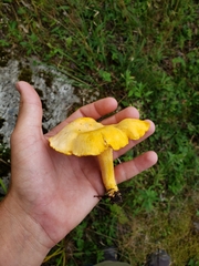 Cantharellus enelensis