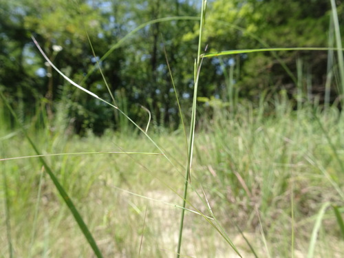 Image of Aristida oligantha by (c) Thomas Koffel, some rights reserved (CC BY)
