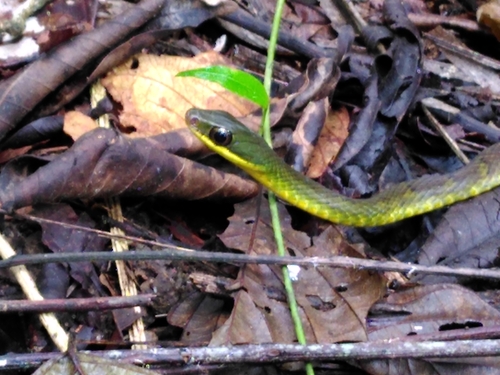 Photo of a Slender Forest-Racer (Dendrophidion graciliverpa)