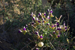 Scutellaria mexicana
