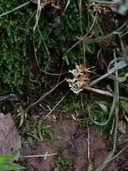 Clavariaceae