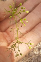 Ptilimnium capillaceum