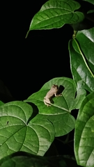 Raorchestes luteolus