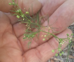 Ptilimnium capillaceum