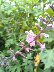 Verbenaceae
