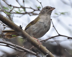 Arremonops rufivirgatus