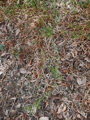 Ptilimnium capillaceum