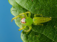 Mopsus mormon